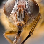 Count Insects to Help Tackle Global Problems and Win Cash