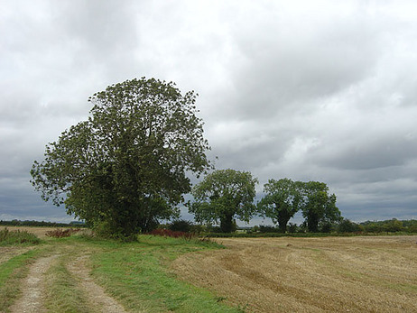 Four_ash_trees_near_Atterby_-_geograph.org.uk_-_544680.jpg