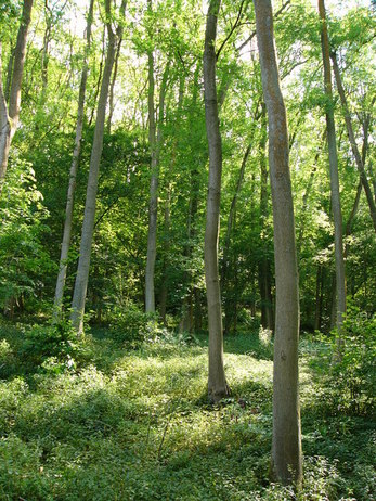 Ash_trees_just_south_of_the_Milky_Way_-_geograph.org.uk_-_524599.jpg