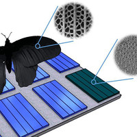 Black Butterfly Wings Inspire Better Solar Cells