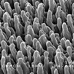 Black Silicon Kills Bacteria with a Bed of Nails