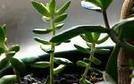Device Allows Plants to Send Text Messages