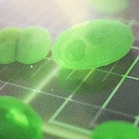 Dual-Chamber Algae-Powered Fuel Cell Increases Efficiency