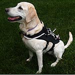 Harness Detects Dog Obedience