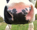 Identifying Cows by Muzzle Prints