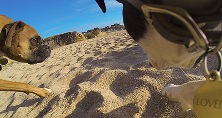GoPro Fetch Captures the Dog's Point of View