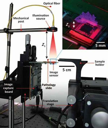 Lens-Free Microscope Can Image at the Cellular Level