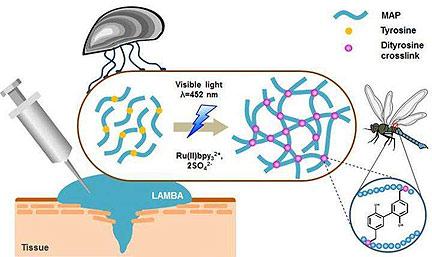 Light-Activated Mussel Adhesive Reduces Scarring