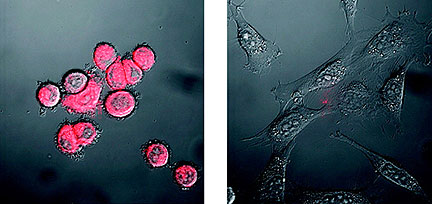 Nanoflares Illuminate Cancer Cells