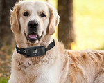 Motorola Scout 5000 Brings Connectivity to Dogs