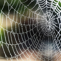Non-Toxic Synthetic Spider Silk