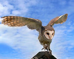 Owl Wings Inspire Silent Turbine Blades