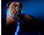 Poochlights Help Prevent Dog-Walk Collisions