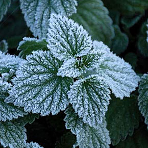 Reducing Frost Formation by Mimicking Leaf Surfaces