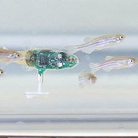 Robotic Fish Influences Fish Behavior