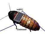 Self-Powered Cockroach Cyborgs
