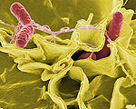 Smart-Bomb Antibiotic Leaves Good Bacteria Alone