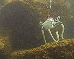Soft PoseiDrone Based on Octopus Abilities