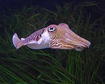 Squid Skin Inspires Electronic Camouflage Material