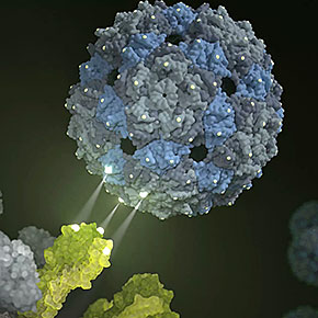 Using Viruses to Fight the Flu