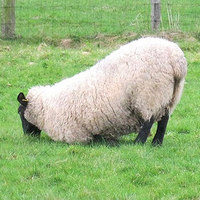 Wearable Sensor Detects Sheep Lameness