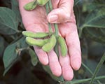 Complete Draft of the Soybean Genome