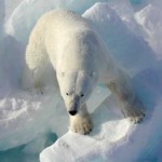 Polar Bear Researchers Experiment with Crowdsourcing