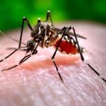 Open Innovation Deployed Against Dengue Fever