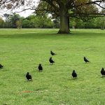 Open Innovation Task to Save England’s Green Spaces