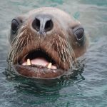 Can Open Innovation Fathom the Mystery of Disappearing Sea Lions?