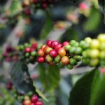 Open Innovation Solutions Sought for Colombia’s Coffee Industry