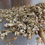Eradicating Invasive Mussels via Open Innovation