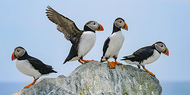 Save the Puffins