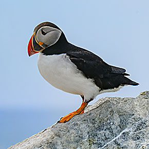 Crowdsourcing Project to Save Puffins