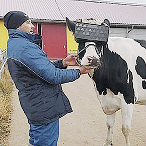 VR Headsets to Make Cows Happy