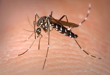 800px-Aedes_Albopictus.jpg