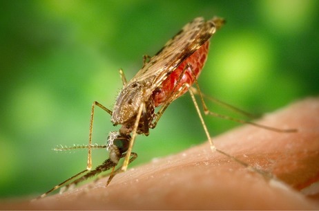 malaria1.jpg