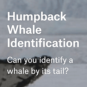 Humpback Whale Identification