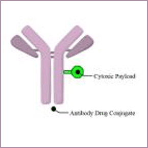 Molecular Strategies to Minimize Off-Target Toxicities of Antibody Drug Conjugates