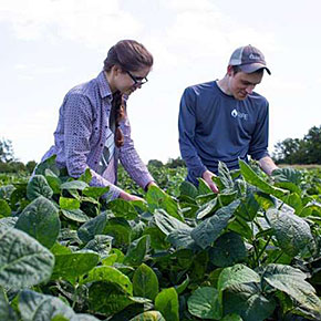 Adapting Photosynthesis in Soybeans to Increase Yields