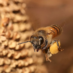 Bee Saliva Could Lead to New Adhesives