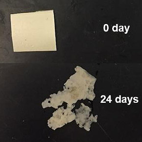 Biodegradable Plastic Could Package Food
