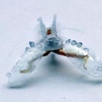 Biohybrid Robot Propelled by Sea Slug Muscles