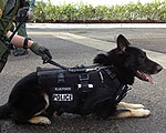Blueforce System Protects Police Dogs from Overheating