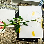 Building Batteries from Roses