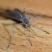 Coating Kills Malaria Parasite