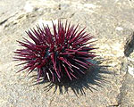 Collecting Carbon Dioxide with Sea Urchins