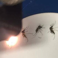 Detecting Zika in Mosquitoes with Light