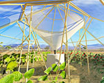 Dew Collector Greenhouse Gathers Water for Arid Farms