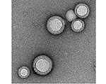 Disguised Nanoparticles Provide Immunity to Bacterial Infections